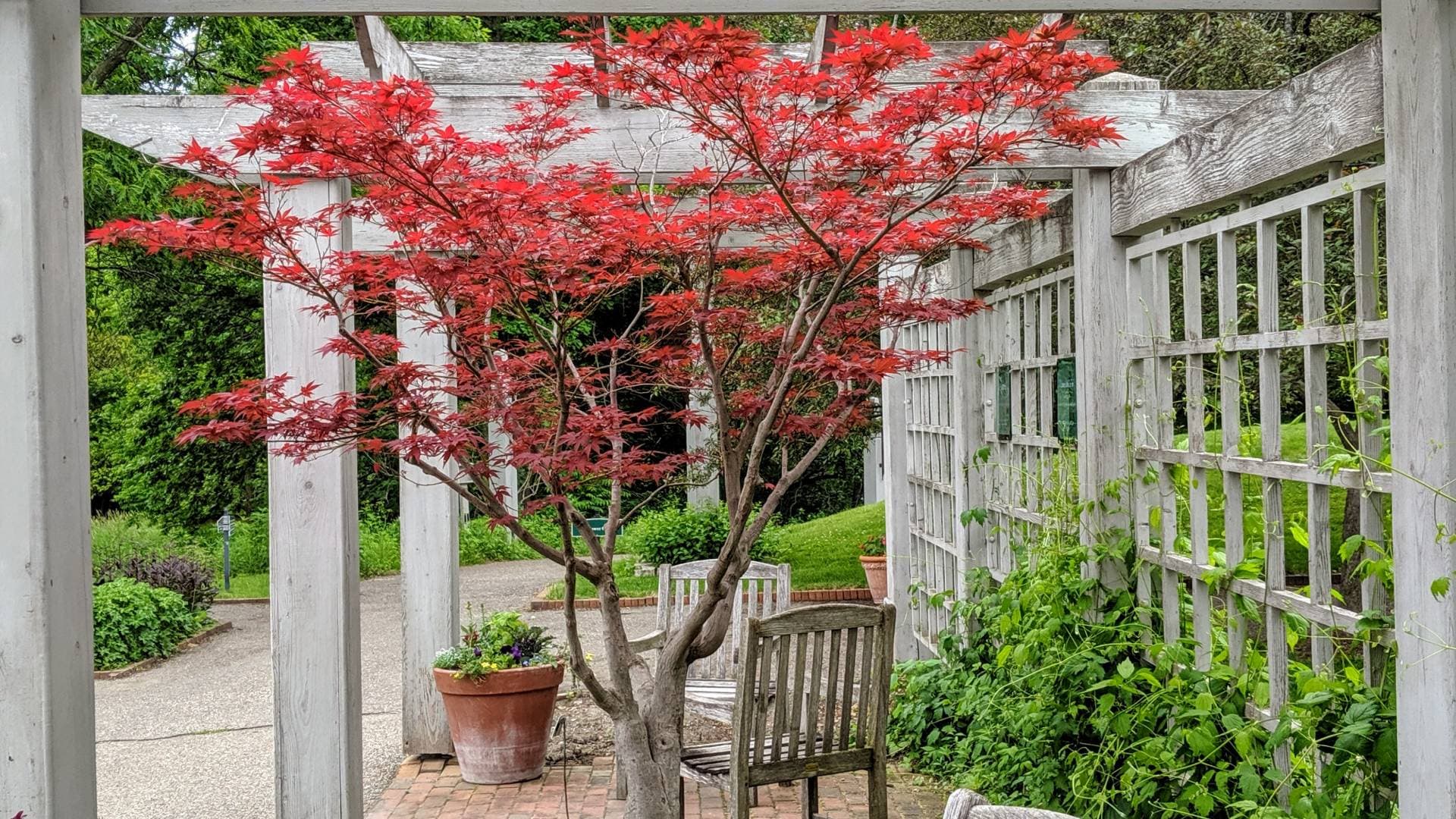 Japanese Maple at the Minnesota Landscape Arboretum