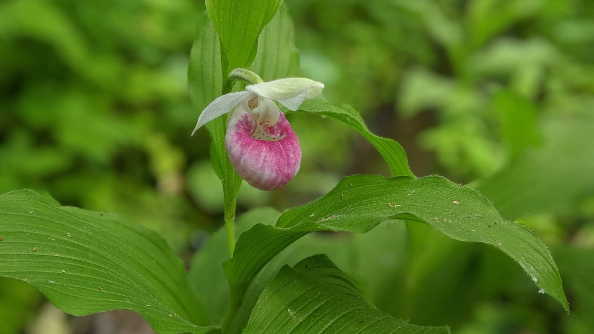 Showy Lady's Slipper at the Minnesota Landscape Arboretum