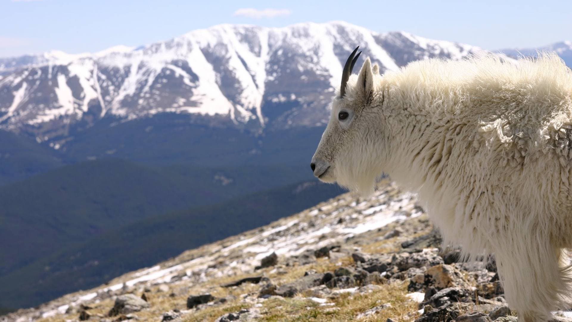 Mountain Goat on Quandary Peak, Colorado