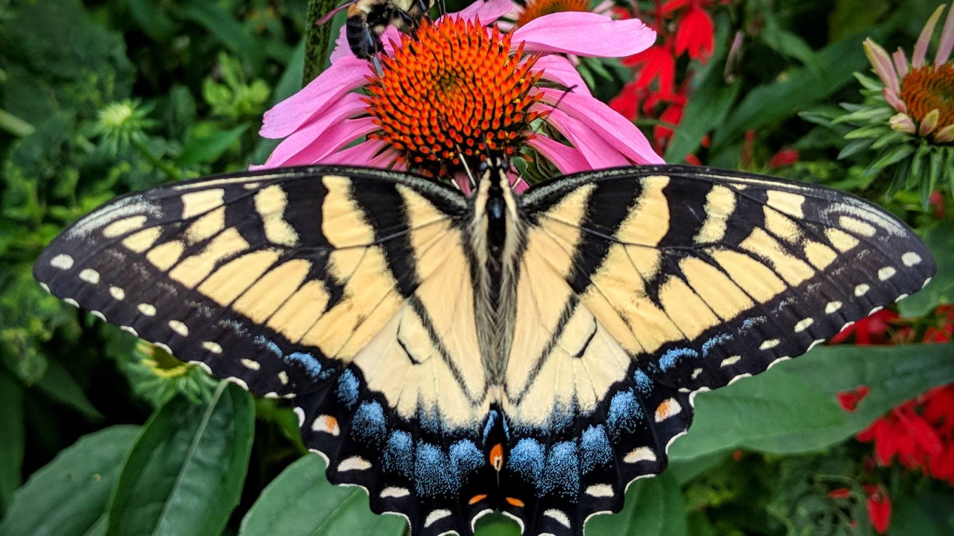 Eastern Tiger Swallowtail